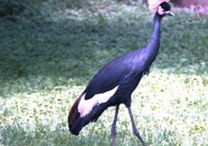 Geraille  NATIONAL PARK&#039;